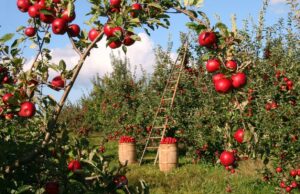11-Sept-AppleGen